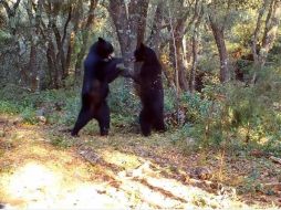 Son sólo son unos cuantos segundos de la danza de los mamíferos que causa asombro y admiración. ESPECIAL