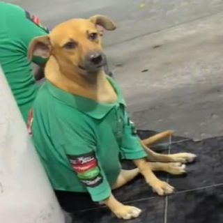 ¿Verde o roja? Perrito se vuelve viral por trabajar en una gasolinera (VIDEO)