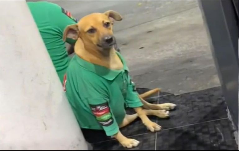 Los usuarios han expresado su ternura con diferentes comentarios al ver el video del perrito trabajador de una gasolinera. ESPECIAL