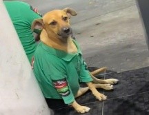 Los usuarios han expresado su ternura con diferentes comentarios al ver el video del perrito trabajador de una gasolinera. ESPECIAL