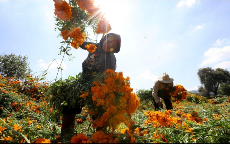 Productores de cempasúchil esperan alta demanda de la flor, pues durante la pandemia las ganancias aumentaron en lugar de disminuir.  SUN/ARCHIVO