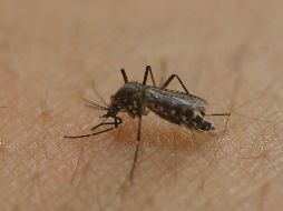 Hay muchos mitos acerca de quién recibe la mayor cantidad de picaduras, pero muchas teorías no están respaldadas por la evidencia. AP / ARCHIVO