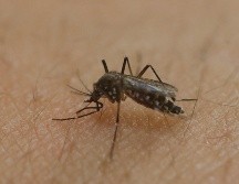 Hay muchos mitos acerca de quién recibe la mayor cantidad de picaduras, pero muchas teorías no están respaldadas por la evidencia. AP / ARCHIVO