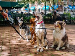 El juzgado determinó con las mascotas regulaciones similares a las que se tienen con los hijos. ESPECIAL/Foto de Matt Nelson en Unsplash