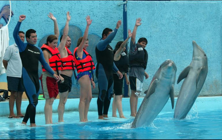 México es el cuarto país en el mundo con más delfines en cautiverio y en 29 delfinarios registrados, tiene alrededor de 240 ejemplares. EL INFORMADOR/ARCHIVO