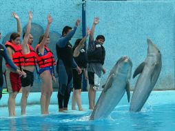 México es el cuarto país en el mundo con más delfines en cautiverio y en 29 delfinarios registrados, tiene alrededor de 240 ejemplares. EL INFORMADOR/ARCHIVO