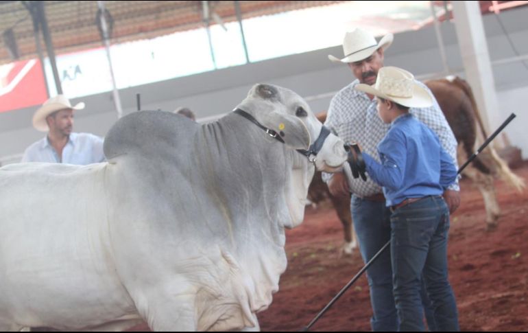 La Expo Ganadera volverá a la presencialidad desde mañana 20 de octubre hasta el 13 de noviembre con un horario de las 10:00 a las 2:00 horas. EL INFORMADOR / ARCHIVO