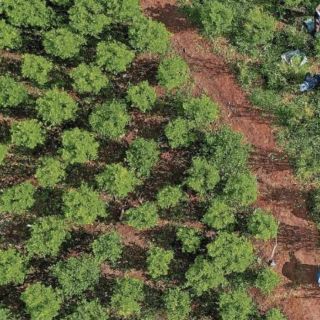 Colombia rompe récord histórico de narcocultivos: 204 mil hectáreas en 2021