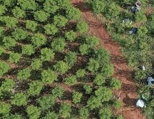 La ONU subraya que el aumento en la siembra de coca y la producción de cocaína obedece principalmente a la 