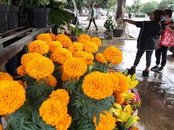 Ante las bajas expectativas, las compras a productores fueron a la baja de la misma manera que las ventas del cempasúchil. EL INFORMADOR/A. Camacho