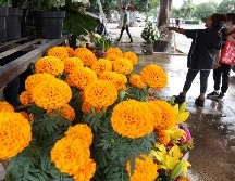 Ante las bajas expectativas, las compras a productores fueron a la baja de la misma manera que las ventas del cempasúchil. EL INFORMADOR/A. Camacho