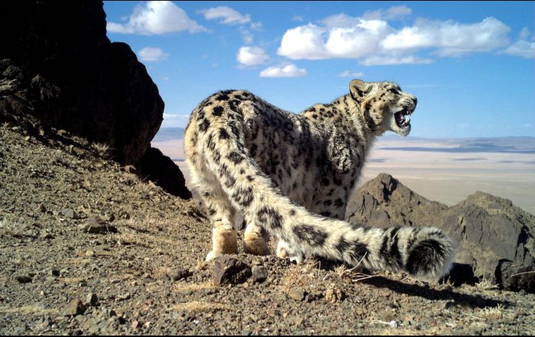 Hoy se conmemora el Día Internacional del Leopardo de las Nieves. AP/ARCHIVO