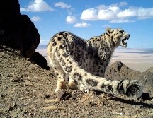 Hoy se conmemora el Día Internacional del Leopardo de las Nieves. AP/ARCHIVO