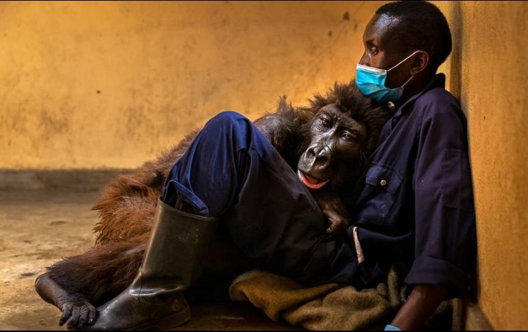 BRENT STIRTON/WILDLIFE PHOTOGRAPHER OF THE YEAR