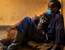 BRENT STIRTON/WILDLIFE PHOTOGRAPHER OF THE YEAR
