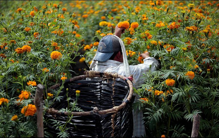 Campesinos mexicanos del valle de Tixtla, en el estado de Guerrero, preparan la venta del cempasúchil, la flor tradicional para conmemorar el Día de Muertos. EFE / J. L. De la Cruz