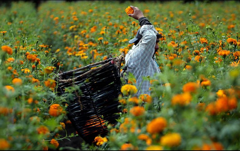 Además del arduo cultivo de flores al que destina entre tres y cuatro meses, hay quienes no son dueños de la tierra, por lo que debe alquilarla para dos cosechas al año. EFE / J. L. De la Cruz