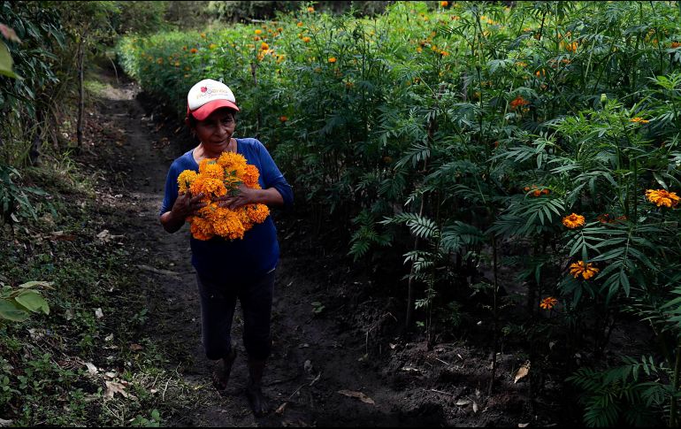 En estas fechas las flores están casi en su punto, por lo que requieren muchos cuidados. EFE / J. L. De la Cruz