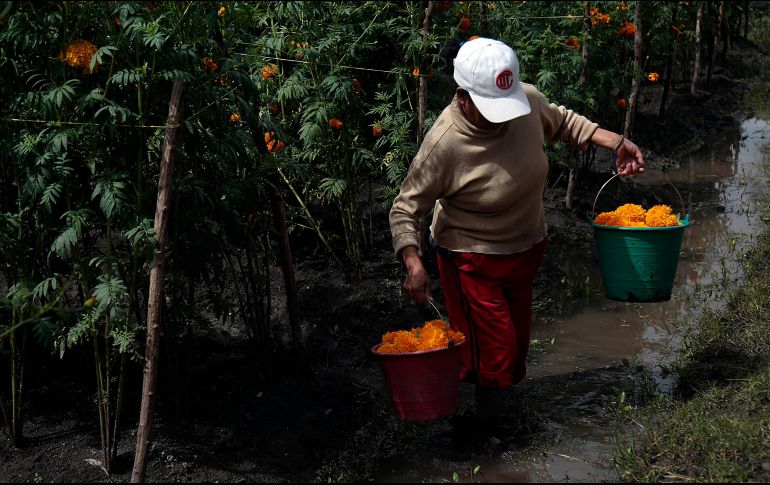 Los productores esperan hasta el último momento para acordar precios y que todos vayan con el mismo o, de lo contrario, algunos perderían. EFE / J. L. De la Cruz