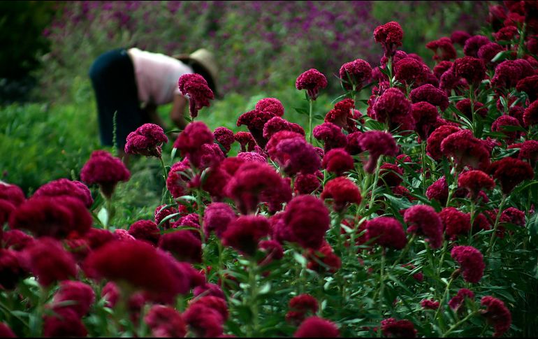 Las plantas permanecen en los sembradíos y las cortan conforme llegue un productor a comprar para que no se maltrate. EFE / J. L. De la Cruz