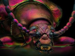 La foto del escarabajo joya rojo ganó como 