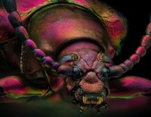 La foto del escarabajo joya rojo ganó como 