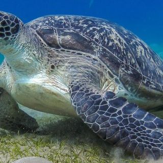 La investigación que reveló la forma de comunicación “secreta” de 50 animales marinos que se creía eran silenciosos