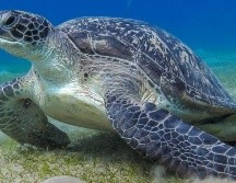 Si los humanos hubiéramos escuchado antes a las tortugas, podríamos haber sabido que envían mensajes. GETTY IMAGES