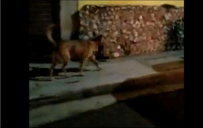 El paseo del perro ocasionó gran asombro y terror entre los habitantes que vieron esa escena. ESPECIAL/CAPTURA DE VIDEO
