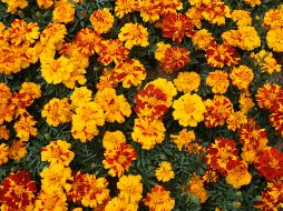 La palabra cempasúchil proviene del náhuatl y significa “flor de veinte pétalos”. ISTOCK GETTY IMAGES