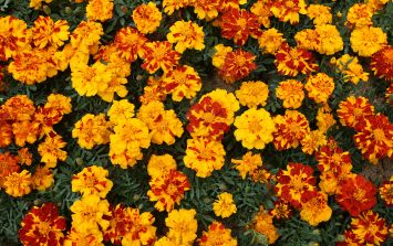 Día de Muertos: 6 curiosidades de la flor de cempasúchil | El Informador