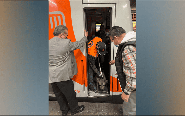 El canino fue capturado y llevado al Centro de Transferencia Canina. TWITTER / @MetroCDMX