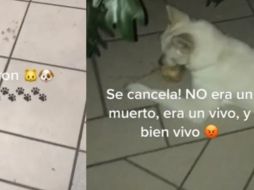 En el video, la tiktoker muestra al perro saboreando la fruta que robó de la ofrenda. ESPECIAL