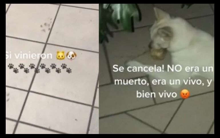 En el video, la tiktoker muestra al perro saboreando la fruta que robó de la ofrenda. ESPECIAL