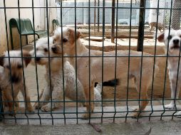 Aún se desconoce la identidad de las víctimas después de los avistamientos con los perros. EL INFORMADOR/ARCHIVO