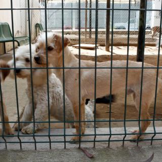 Avistamientos de perros con partes humanas alerta a Guanajuato y Zacatecas
