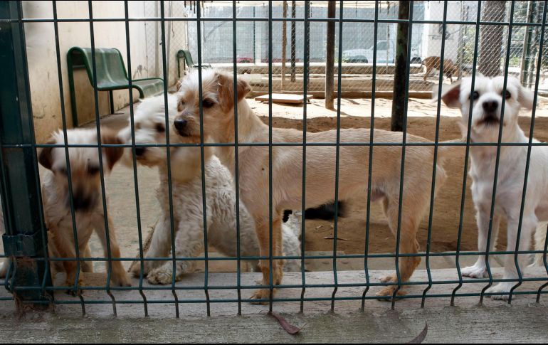 Aún se desconoce la identidad de las víctimas después de los avistamientos con los perros. EL INFORMADOR/ARCHIVO