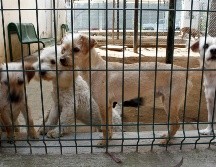 Aún se desconoce la identidad de las víctimas después de los avistamientos con los perros. EL INFORMADOR/ARCHIVO