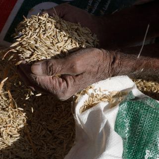 Volodimir Zelensky destaca la "importancia" de mantener exportaciones de granos