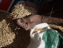 Este miércoles, Rusia aceptó reactivar las exportaciones de granos ucranianos por el mar Negro. EFE/Y. Arhab