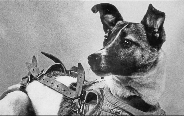 Un día como hoy la perrita 