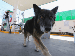 Para los trabajadores, Renata es su mejor amiga, su compañera y pasea por la estación, les da la pata, los clientes la acarician y hay niños que juegan con ella. SUN / J. Alvarado