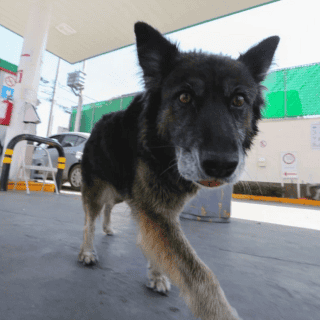 Héroes sin capa: Adoptan a perrita en gasolinera de Toluca