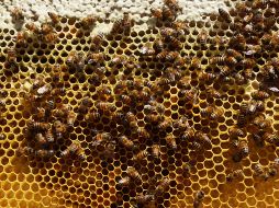 No reportan hospitalizados tras el ataque de las abejas. SUN/ARCHIVO