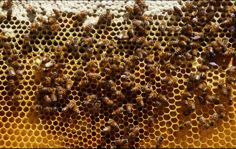 No reportan hospitalizados tras el ataque de las abejas. SUN/ARCHIVO