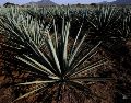 En esfuerzos en conjunto el CRT y el gobierno estatal de Guanajuato han avanzado en el fortalecimiento y la regulación de la cadena productiva agave-tequila. EL INFORMADOR / ARCHIVO