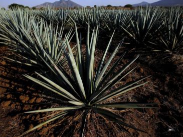 En esfuerzos en conjunto el CRT y el gobierno estatal de Guanajuato han avanzado en el fortalecimiento y la regulación de la cadena productiva agave-tequila. EL INFORMADOR / ARCHIVO