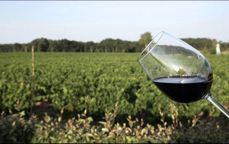 Vino mexicano, se cultiva en 14 estados en 92 municipios. AFP / ARCHIVO