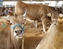 La Expo Ganadera estará abierta al público del 20 de octubre al 13 de noviembre. EL INFORMADOR/C. Zepeda