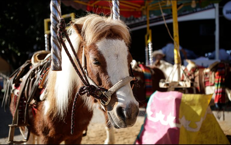 Con más de 171 stands comerciales, y varias actividades interesantes, la Expo Ganadera tendrá sus puertas abiertas hasta el 13 de noviembre. EL INFORMADOR/C. Zepeda